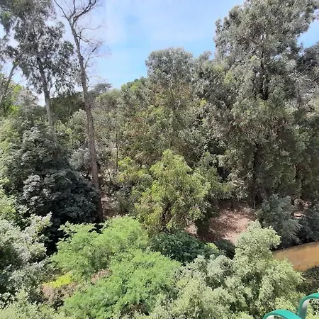 Forest View *